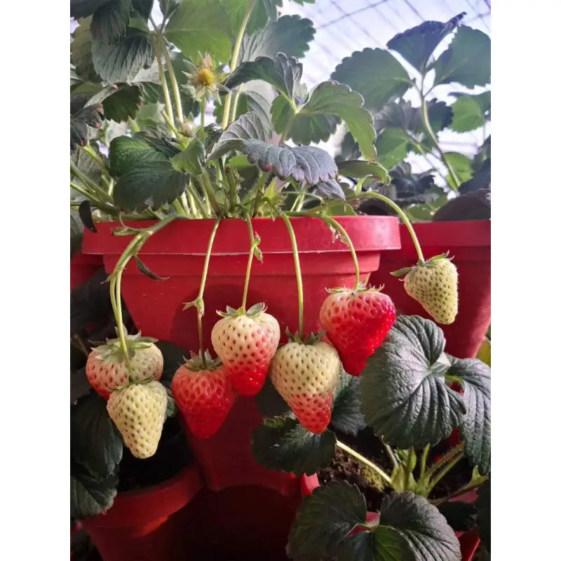 PlantUp™ taimepotid (3 tk)